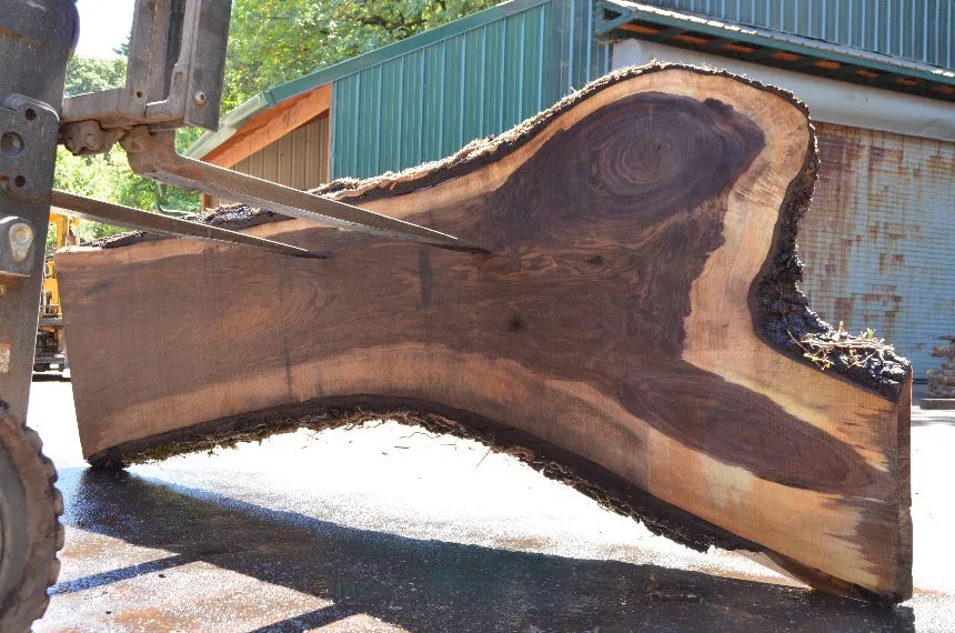 Oregon Black Walnut Slab 081522-07