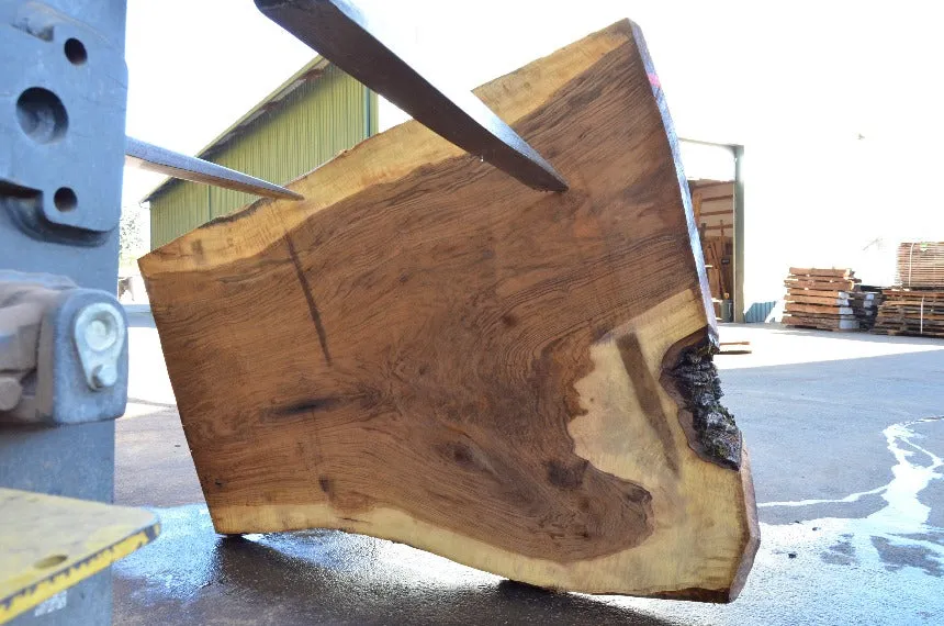 Oregon Black Walnut Slab 082622-03