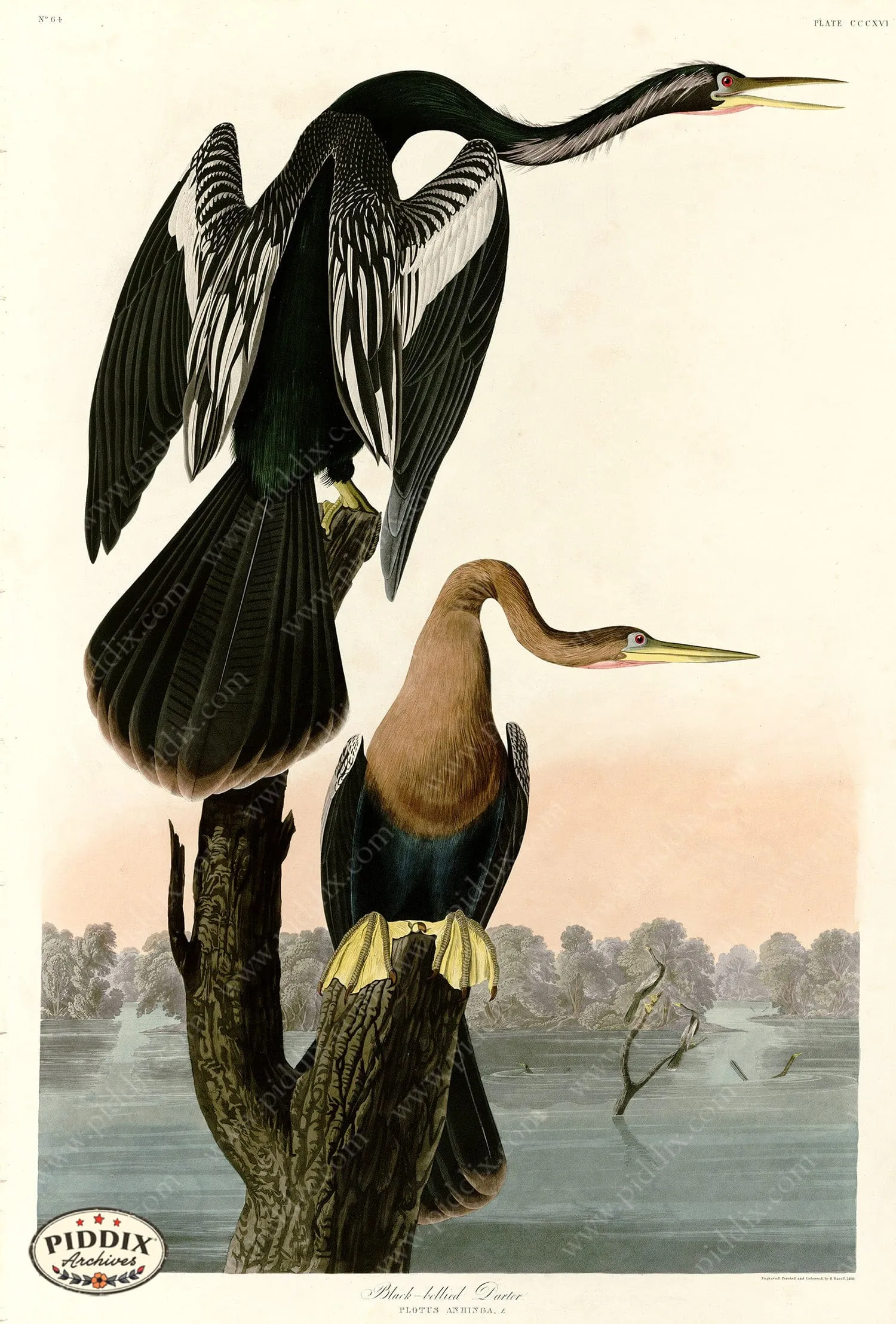 PDXC20852 -- Audubon Black-Bellied Darter