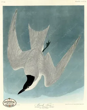 PDXC20946 -- Audubon Marsh Tern