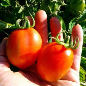 Tomate italienne Fiaschetto - Versatile - Semences