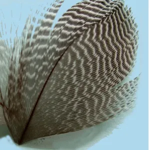 Turrall Teal Flank